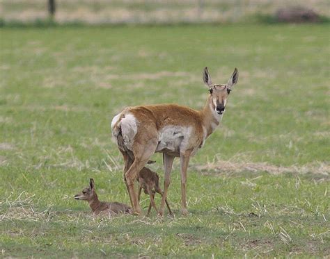 Pronghorn - Antilocapra americana - NatureWorks