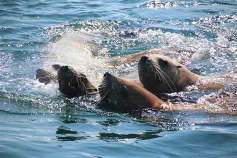 Marine Wildlife in Victoria BC: What’s Out There? – Springtide Whale ...