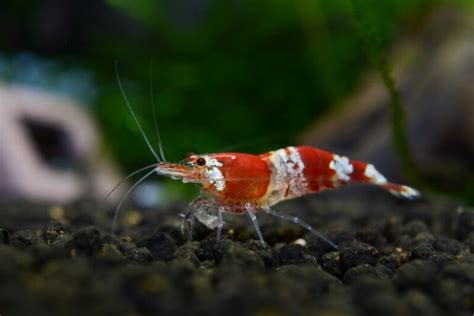 Crystal Red Shrimp 101: Care, Parameters, Breeding...