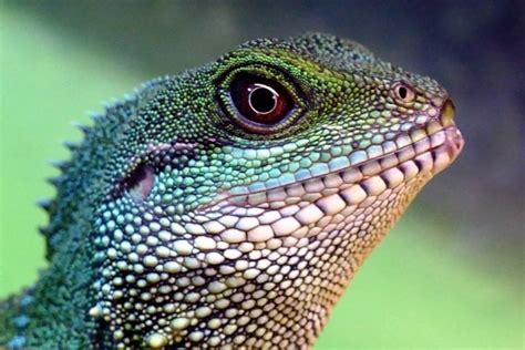Free picture: lizard, reptile, chameleon, animal, zoology, green, eye