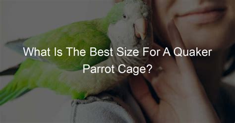 What Is The Best Size For A Quaker Parrot Cage? - For The Parrot