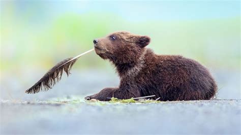 Sassy penguins, thoughtful bears and less-than-impressed lions: The Comedy Wildlife Photography ...