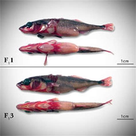 Stickleback Evolution Virtual Lab