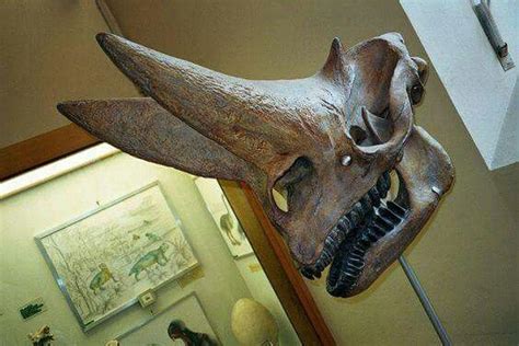 Arsinoitherium skull This species were rhinoceros-like herbivores that lived during the late ...