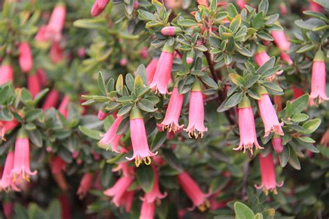 Correa 'Dusky Bells' - Rutaceae - Correa 'Dusky Bells'. An evergreen dwarf shrub with a compact ...