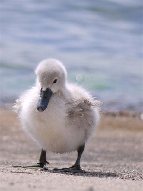 Baby Swan by Grandmagoingnuts on deviantART | Baby swan, Animals beautiful, Pet birds