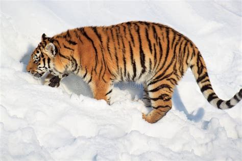 Big Siberian Tiger in Search of Its Prey. Stock Photo - Image of ...