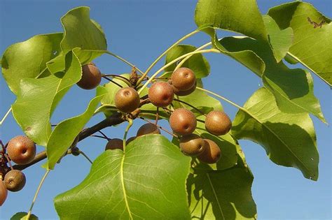 This Flowering Tree Is Everywhere In Indiana — And It's Crowding Out Native Species | news ...