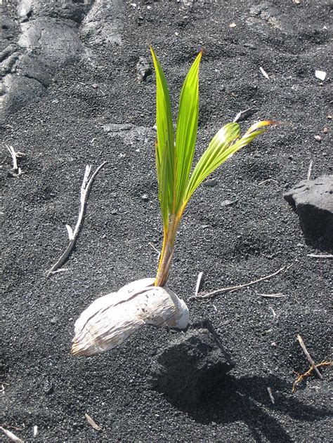 Coconut | Diseases and Pests, Description, Uses, Propagation