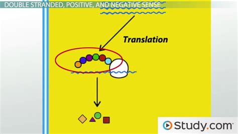 Replication of RNA Viruses - Lesson | Study.com