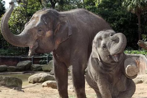 Smiling baby elephant larks about with mum - Mirror Online