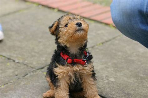 lakeland terrier puppy : ) | Lakeland terrier puppies, Cute dogs, Dog ...