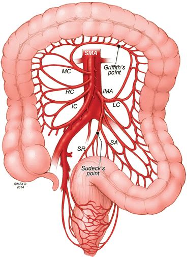 Normal and Variant Mesenteric Anatomy | SpringerLink