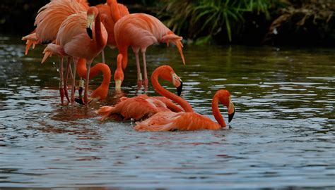 Beautiful photos of flamingos - CGTN