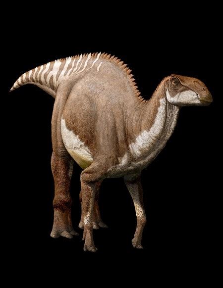 Brachylophosaurus Pictures & Facts - The Dinosaur Database