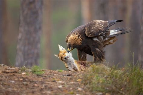 Eagle Gallery: Golden Eagle Predators