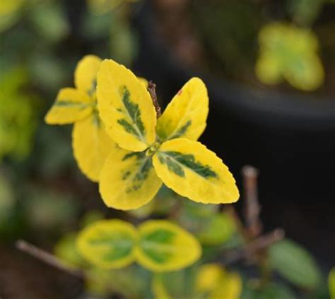 Emerald n' Gold Euonymus Euonymus fortunei Emerald n' Gold from Taylor's Nursery