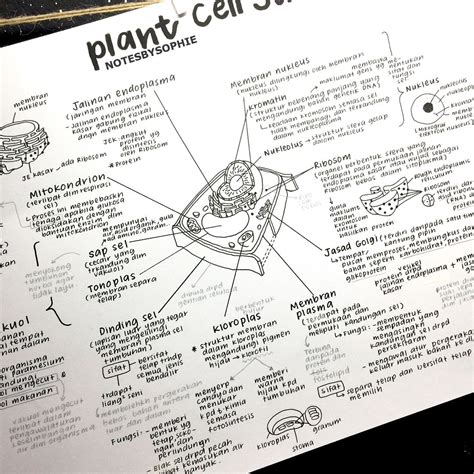 (@notesbysophie) auf Instagram: „Plant Cell Structure Its been awhile since I made a monochrome ...