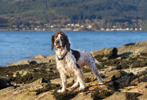 101 Male English Springer Spaniel Names + Meanings | Yusouf blog