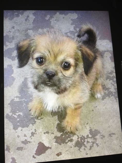 Shih Tzu Chihuahua Terrier Mix - Pets Lovers