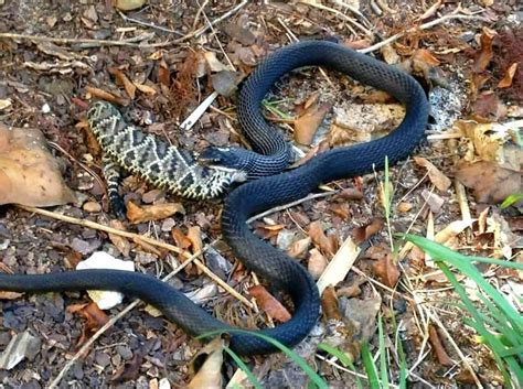 Black racer eating a rattlesnake in Florida : r/natureismetal