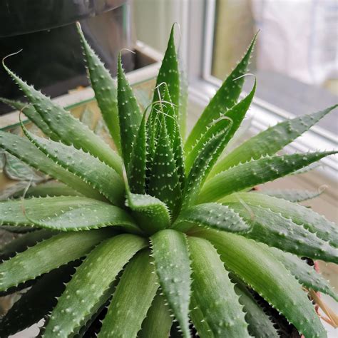 Aloe vera (sábila): Cuidados y beneficios para la salud de esta planta ...