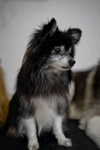 Meet The Lovable Pomchi Papillon Chihuahua Mix Today! - The Chihuahua Guide