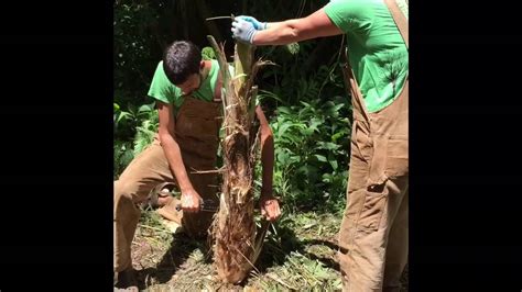 Harvesting fresh hearts of palm at Olapono Farm -- Fork & Salad - YouTube