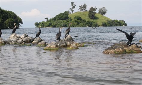 Bird Watching in Rwanda's Nyungwe Forest and Lake Kivu | Rwanda