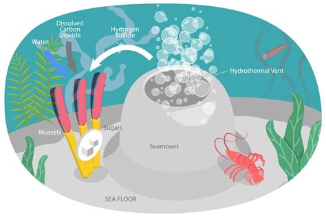 What Is The Deep Sea Chemosynthesis - deepseawonders.net