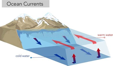 Vertical Ocean Currents. Cold and Warm Stock Vector - Illustration of ...