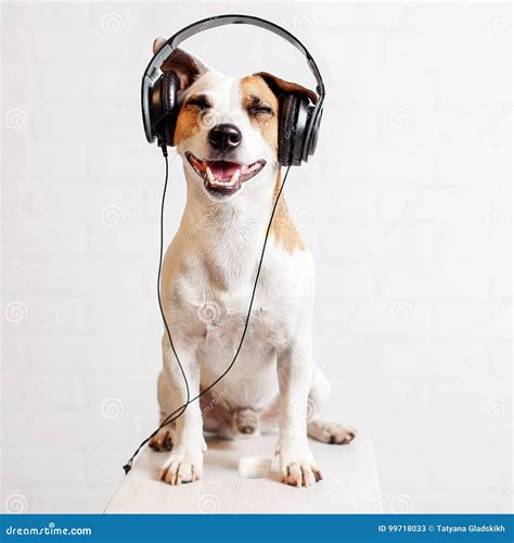 Dog in Headphones Listening To Music Stock Image - Image of sound ...