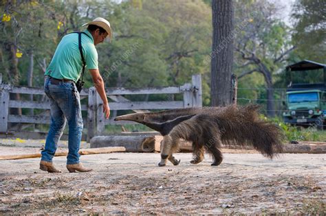 Adult Giant Anteater - Stock Image - C042/5278 - Science Photo Library