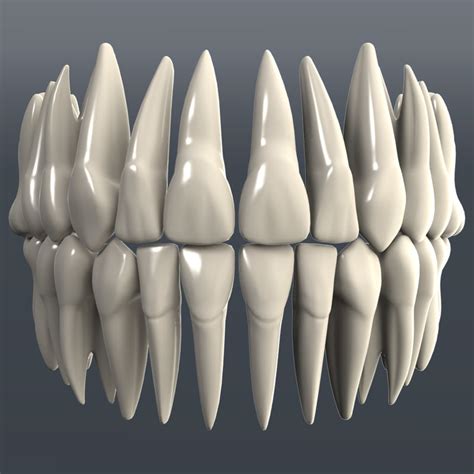 dental 3d model