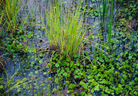 Marsh Plants Photograph by Doug Long