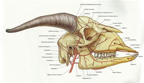 Goats, Large animals, Goat skull