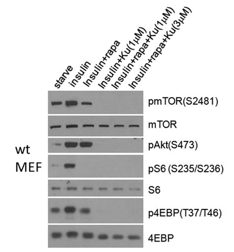 mouse Mtor antibody | antibody review based on formal publications