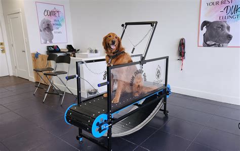 Utah’s Dog Treadmill Exercise Options - Dog Friendly SLC