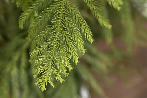 Norfolk Island Pine: Plant Care & Growing Guide