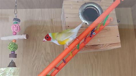 Lady gouldian finches cage setup... - YouTube