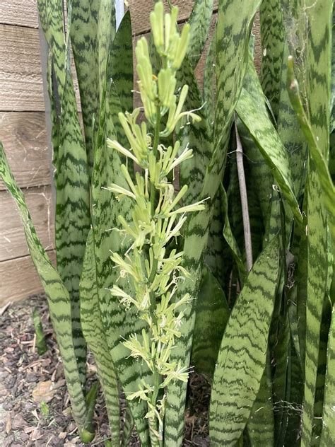 Snake plant flower? : r/GardeningAustralia