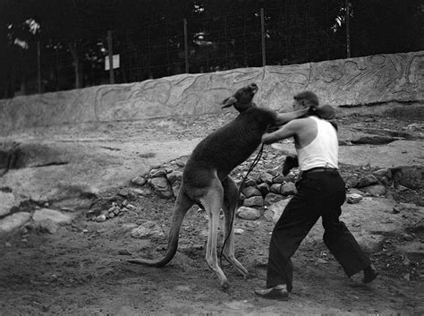 Kangaroo Boxing: 20 Bizarre And Disturbing Vintage Photos