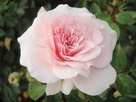 Roses - Types & Pruning – Vanderwees Garden Gallery