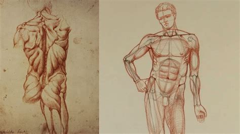 Muscles Of The Torso Drawing - Leonardo Da Vinci Vinci 1452 Amboise 1519 Recto The Male Torso ...