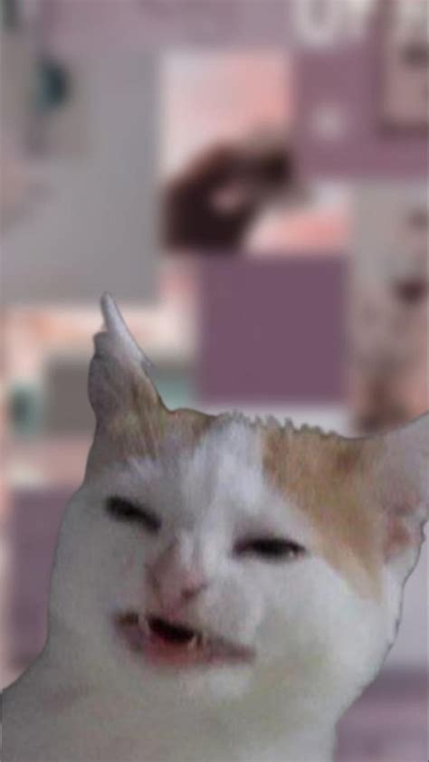 Meme cat 2, Cat face, Meme cat HD phone wallpaper | Pxfuel