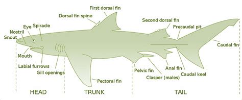 The Shark Diagram | Quizlet