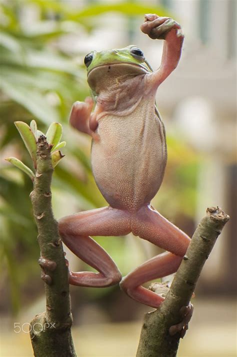 Rapper Frog | Frog, Cute frogs, Frog pictures