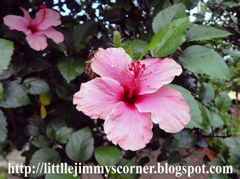 .:little jimmy's corner: Gumamela Flower