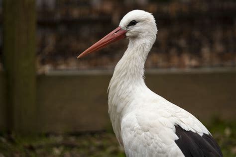 White Stork - Zoo Atlanta