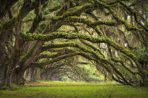 Oak Tree Forest, South Carolina Photo | One Big Photo